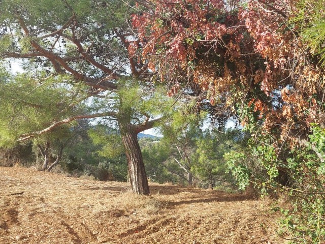 VILLA LAND WITH A UNIQUE VIEW IN KARAAĞAÇ