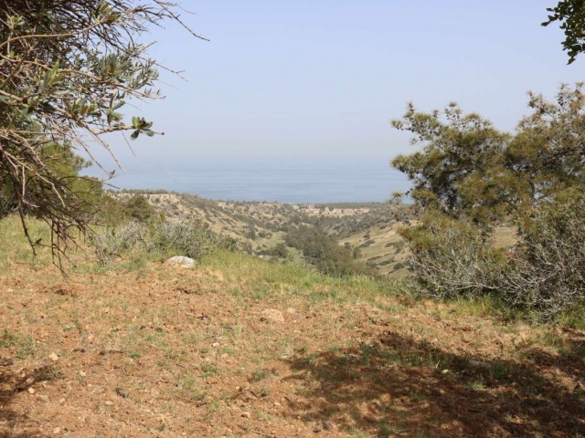 3 Donum Plot of Land in Karaagac