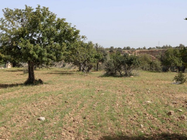 3 Donum Plot of Land in Karaagac