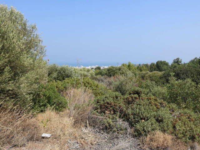 Land in Zeytinlik