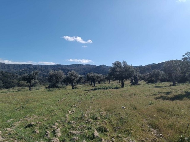 Large Plot of Land For Sale in Bahceli 