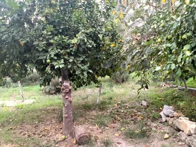 Ein altes zypriotisches Haus in Lapta, Kyrenia, wo Sie von Natur und Geschichte umgeben sind und wo Sie Meer- und Bergblick genießen können. Die Bebauungsquote in der Gegend, in der sich unser Haus befindet, mit einer Grundstücksfläche von 869 m², beträgt 90 %.05338403555