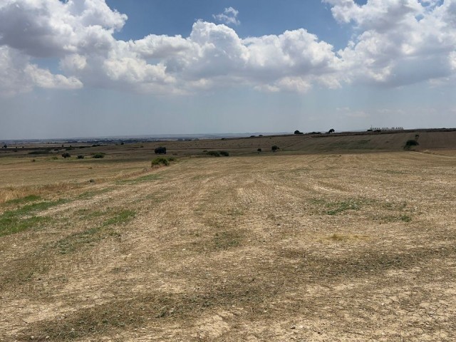 20 Hektar türkisches F-Titelland in Yeniceköy, Nikosia. KAPITEL 96. 0533/0548 8403555