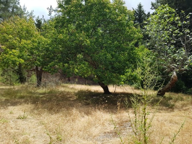 ویلا برای اجاره in Karaağaç, گیرنه