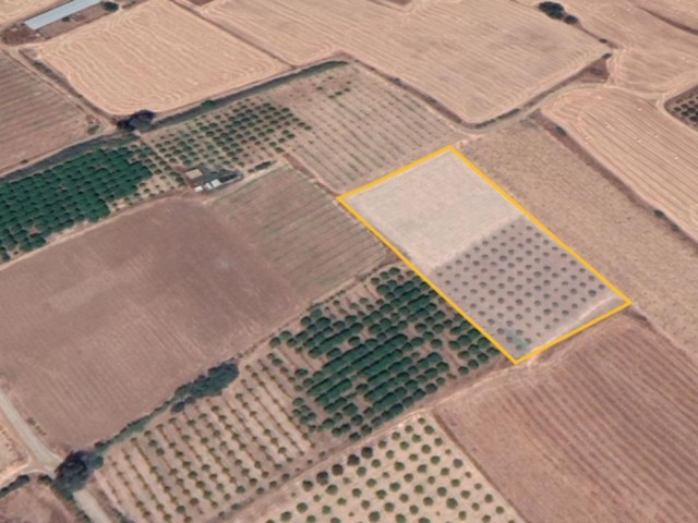 Field For Sale in Güzelyurt Merkez, Guzelyurt