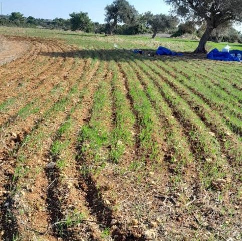 مسکونی و تجاری برای فروش in Derince, ایسکله