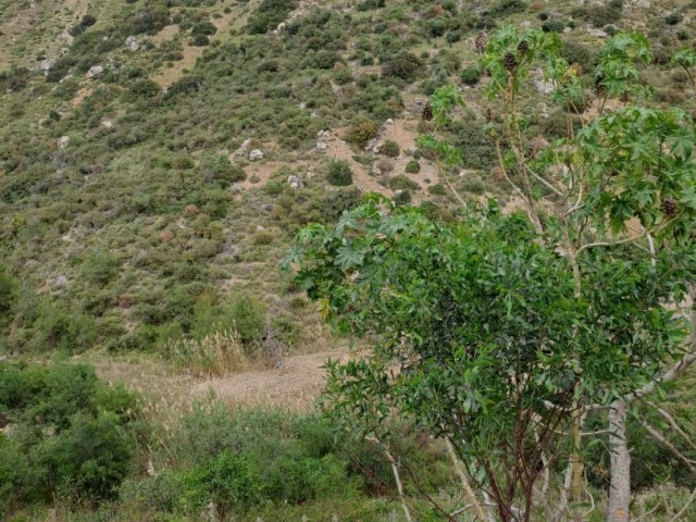 Arapkoy Girne Satilik arsa