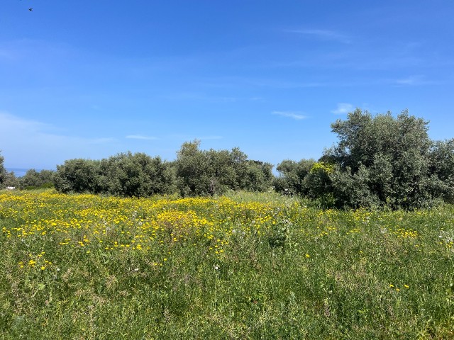 Lage in Karsiyaka, flache Aussicht, schönes Grundstück zum Verkauf