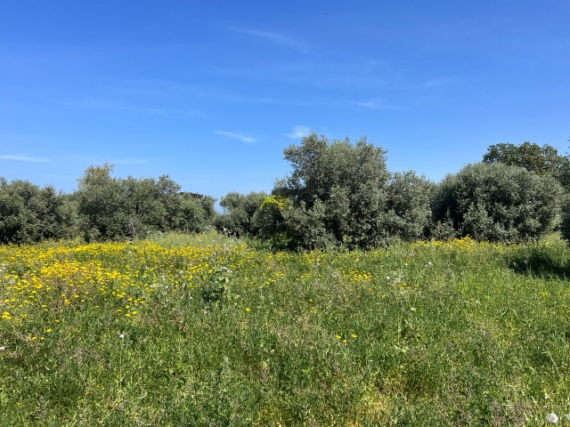 Lage in Karsiyaka, flache Aussicht, schönes Grundstück zum Verkauf