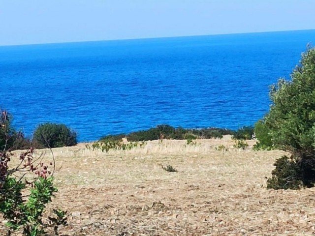 26.5 acres in Kaplıca İskelele, KAPLICA - 2 floors with 35% zoning. - There is an official way. - There is electricity. - With an incredible sea view. - 280 meters from the sea.