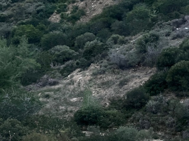 Bellapais hillside plot with sea and mountain views english school