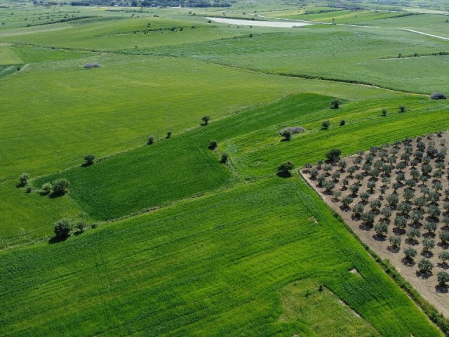 3 Hektar türkisches Maiskolbenfeld zum Verkauf in der Region Hisarköy