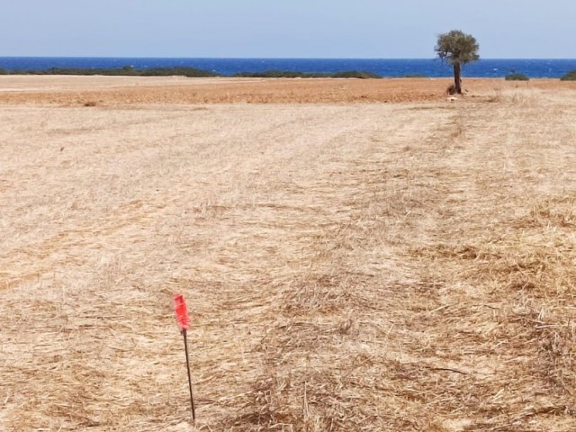 LAND FOR SALE IN İSKELE KUMYALI