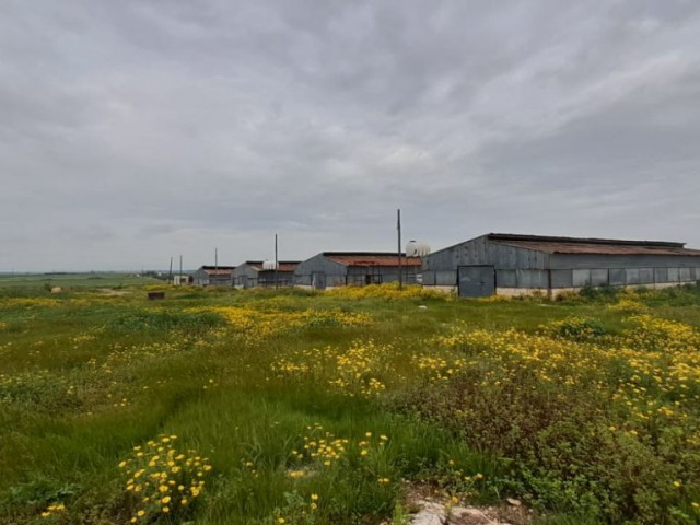 WORKPLACE SUITABLE FOR ALL KINDS OF LIVESTOCK FOR SALE IN YIGITLER VILLAGE, NICOSIA