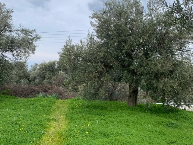 Lapta Ana Yolundan 100 Metre Mesafede Asfalt Yol Üzerinde Villa Ve İş Yeri Yapımına Uygun Arsa 