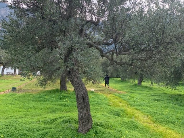 Lapta Ana Yolundan 100 Metre Mesafede Asfalt Yol Üzerinde Villa Ve İş Yeri Yapımına Uygun Arsa 