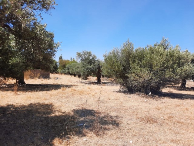 LAND FOR SALE IN ALSANCAK NECAT BRITISH COLLEGE REGION ** 