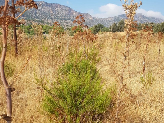 4 Hektar Land in Kyrenia Köhler 3 + 1 Haus zum Verkauf ** 