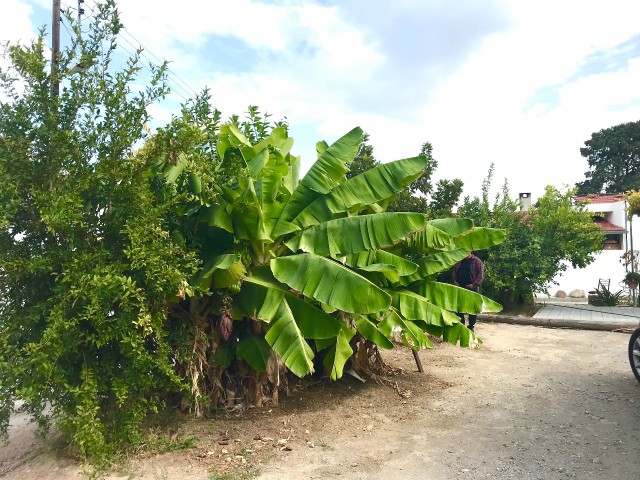 GIRNE CATALKOYDE, MUSTAKIL BUNGALOW LLOGARA HAUS , 3 SCHLAFZIMMER, 1 SCHLAFZIMMER MISAFIR HAUS, GROßES GRUNDSTÜCK , ZUSÄTZLICHE TAUSEND ** 