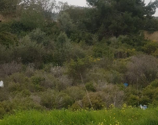 GRUNDSTÜCK ZUM VERKAUF IN KYRENIA CHATALKÖY ** 