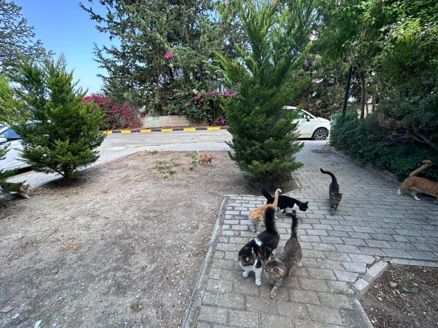 GARTENHAUS ZU VERMIETEN MIT POOL UND SICHERHEIT IN KARAOĞLANOĞLU, KIRNE