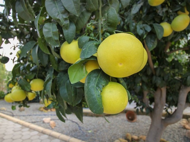 ویلا برای فروش in Çatalköy, گیرنه