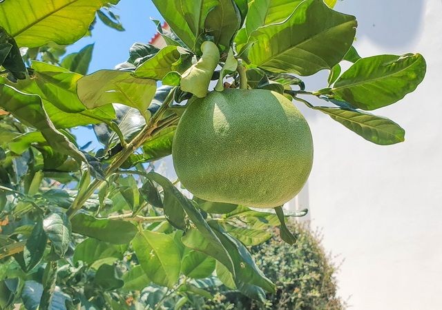 ویلا برای فروش in Lapta, گیرنه