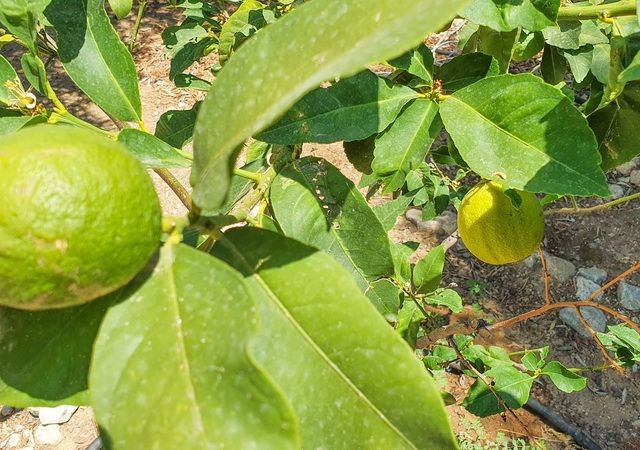 ویلا برای فروش in Lapta, گیرنه