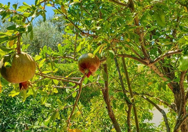 ویلا برای فروش in Lapta, گیرنه