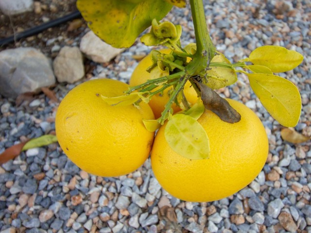 فرصت کمیاب برای خرید این خانه ییلاقی 3 خوابه با استخر خصوصی - در 1 زمین در این روستای محبوب قبرس کاتالکوی