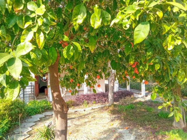 Quintessential traditional Cypriot  2 bedroom house + separate studio apartment + views Title deed in the owner’s name, VAT paid Pre 74 British title deed 