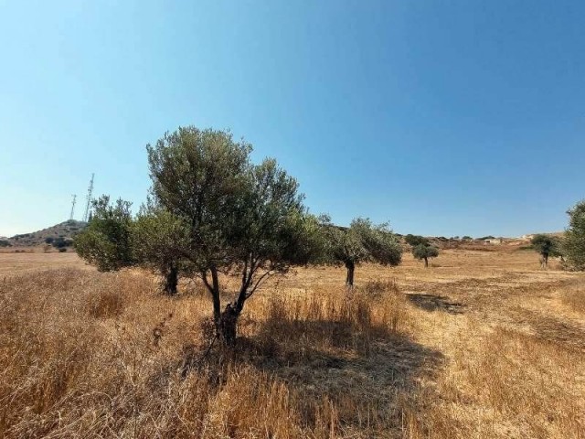 10.750 m2 LAND WITH BUILDING PERMISSON – İSKELE, BOĞAZ)