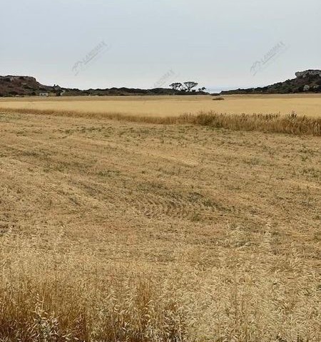 KIBRIS İSKELE KALECİK BÖLGESİ KARPAZ ANAYOLU YAKINI,YATIRIMA MÜSAİT SATILIK 7 DÖNÜM 2 EVLEK (10.035m2) BÜYÜKLÜĞÜNDE ARSA NİTELİKLİ ARAZİ…  İn 7 Dönüm 2 Evlek (10.035m2) Area Land FOR SALE Which is Suitable To Make On investment Where its Near To The Karpaz Highway @Kalecik Region Of iskele Town in N