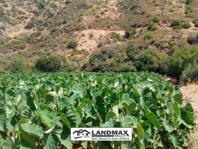 Turkish title land for sale in 4 Dönüm 1 Evlek 3200 square meters area, suitable for gardening without water problem. Location: in Yeşilırmak region of Lefke town in North Cyprus❗❗❗ 