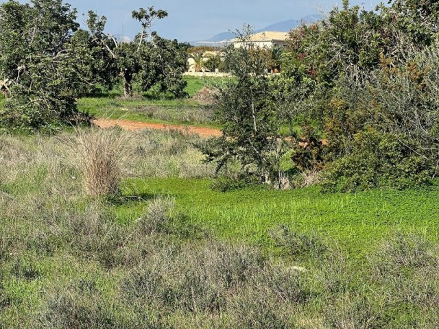 LAND FOR SALE IN CYPRUS İSKELE BAHÇELER REGION, 30 METERS FROM THE OFFICIAL ROAD AND 35 METERS FROM THE ELECTRICAL INFRASTRUCTURE, 1 DOOR OF 3 EVLEK, 2400a2 (2565m2) SIZE…