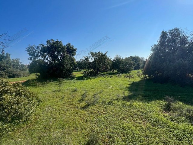 LAND FOR SALE IN CYPRUS İSKELE BAHÇELER REGION, 30 METERS FROM THE OFFICIAL ROAD AND 35 METERS FROM THE ELECTRICAL INFRASTRUCTURE, 1 DOOR OF 3 EVLEK, 2400a2 (2565m2) SIZE…