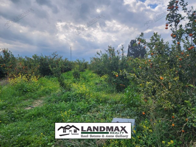 Gayretköy, unser 8 Hektar großer Garten mit eigenem Brunnen, Solarenergie, Murcott-Mandarinenbäumen und ohne Straßenprobleme steht zum Verkauf.