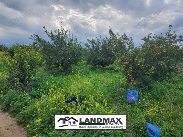 Gayretköy, our 8 decare garden with its own water well, solar energy, Murcott tangerine trees, and no road problems is for sale.