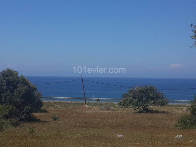 50 Acres of Project Land Near the Sea ** 