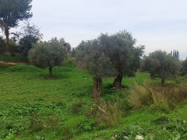 Land for Sale in Ozankoy ** 