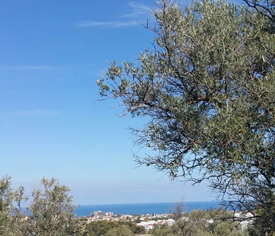 1050 M2 DECAPITATED SEA VIEW LAND FOR SALE IN ALSANCAK ** 