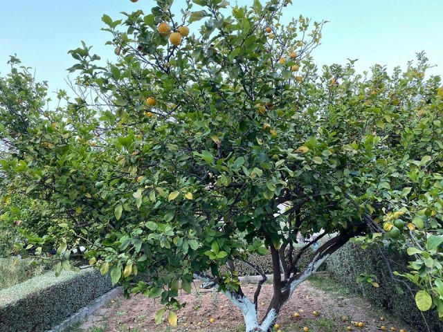 نیمه جدا برای اجاره in Alsancak, گیرنه