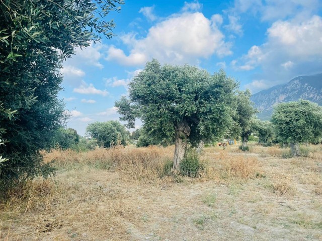 قبرس Kyrenia Karsiyaka da Turkish Cobble's Main Street نزدیک به 22. 5 هکتار از زمین های باشکوه