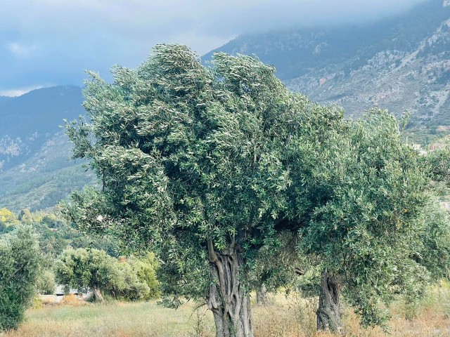 قبرس Kyrenia Karsiyaka da Turkish Cobble's Main Street نزدیک به 22. 5 هکتار از زمین های باشکوه