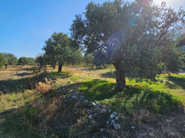 Land for sale in Lapta, Girne, Northern Cyprus 