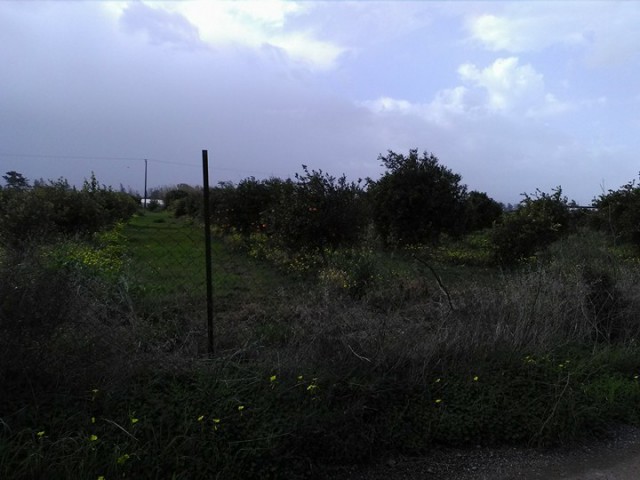 منطقه مسکونی برای فروش in Gaziveren, لفکه