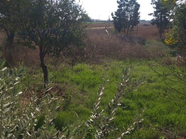 LAND FOR SALE IN YENI BOĞAZICI 1326 m2 ***£150.000***