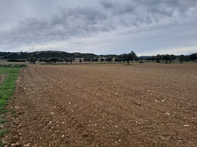 GRUNDSTÜCK ZUM VERKAUF IN İSKELE/ KUMYALI