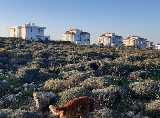 GİRNE,KARŞIYAKA'da denize SIFIR 19.5 dönüm YATIRIMLIK ARAZİ-  KAHVERENGİ imar bölgesi ,hem  KONUT hem de HOTEL amaçlı imara açıktır.  Doğan BORANSEL : 0533-8671911