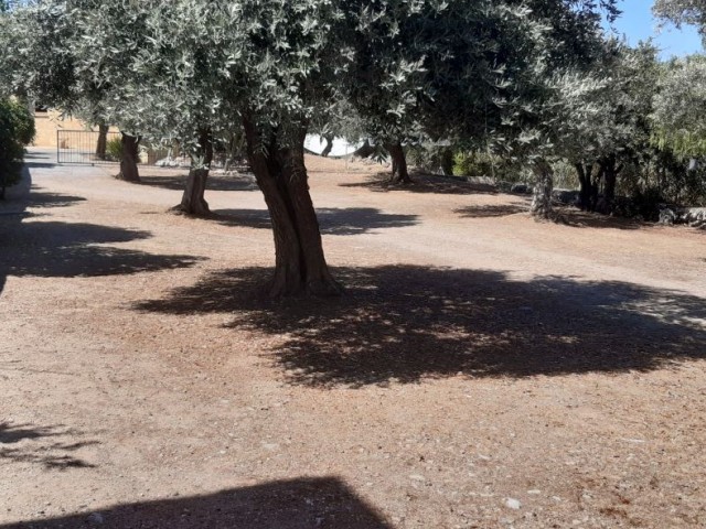 BEAUTIFUL STONE BUNGALOW WITH 3 BEDROOMS and LARGE GARDEN WITH OLIVE TREES and water well 